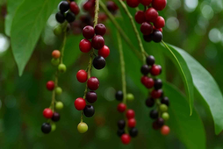 Pohon salam yang sedang berbuah. (Sumber foto: Jandris_Sky)