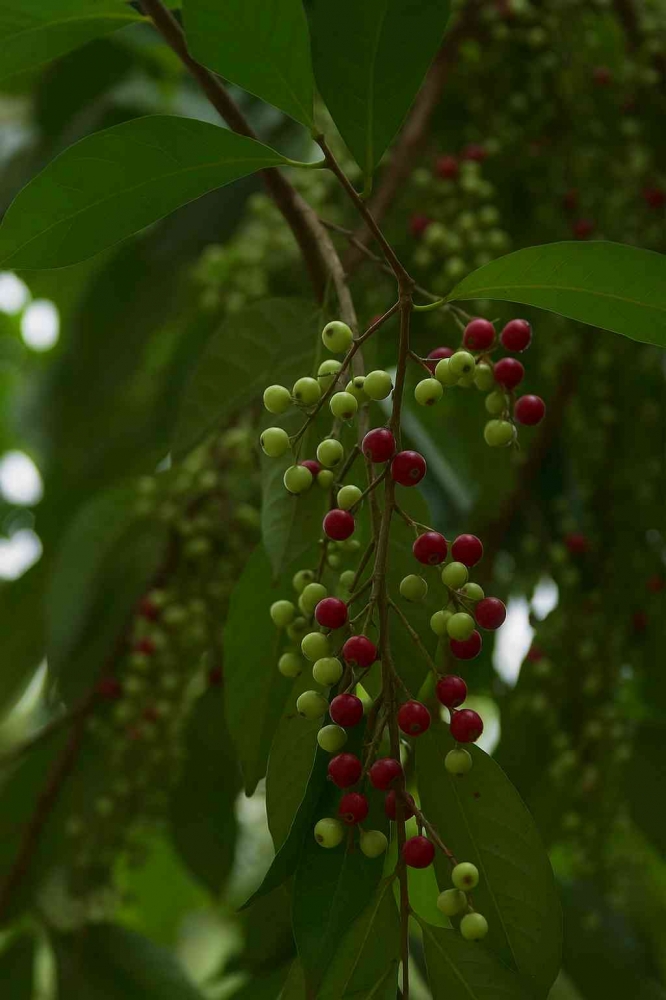 Buah salam masih muda. (Sumber foto: Jandris_Sky)