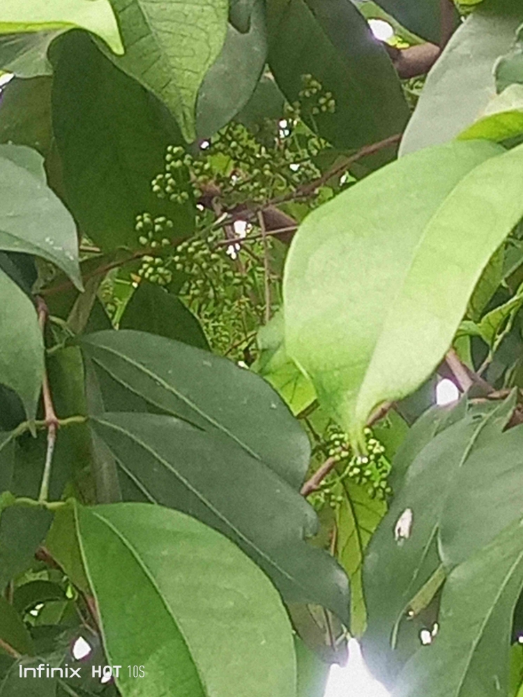Pohon salam yang sedang berbuah. (Sumber foto: Jandris_Sky)