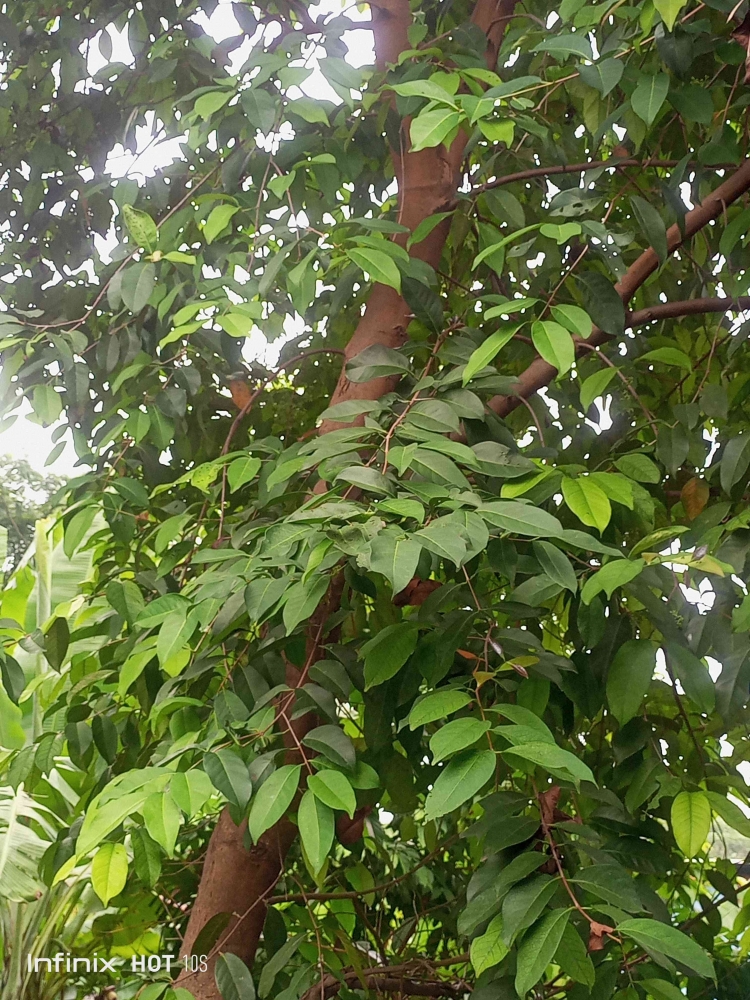 Daun salam sudah jadi bumbu wajib untuk sop, semur, gulai, atau nasi uduk. (Sumber foto: Jandris_Sky)