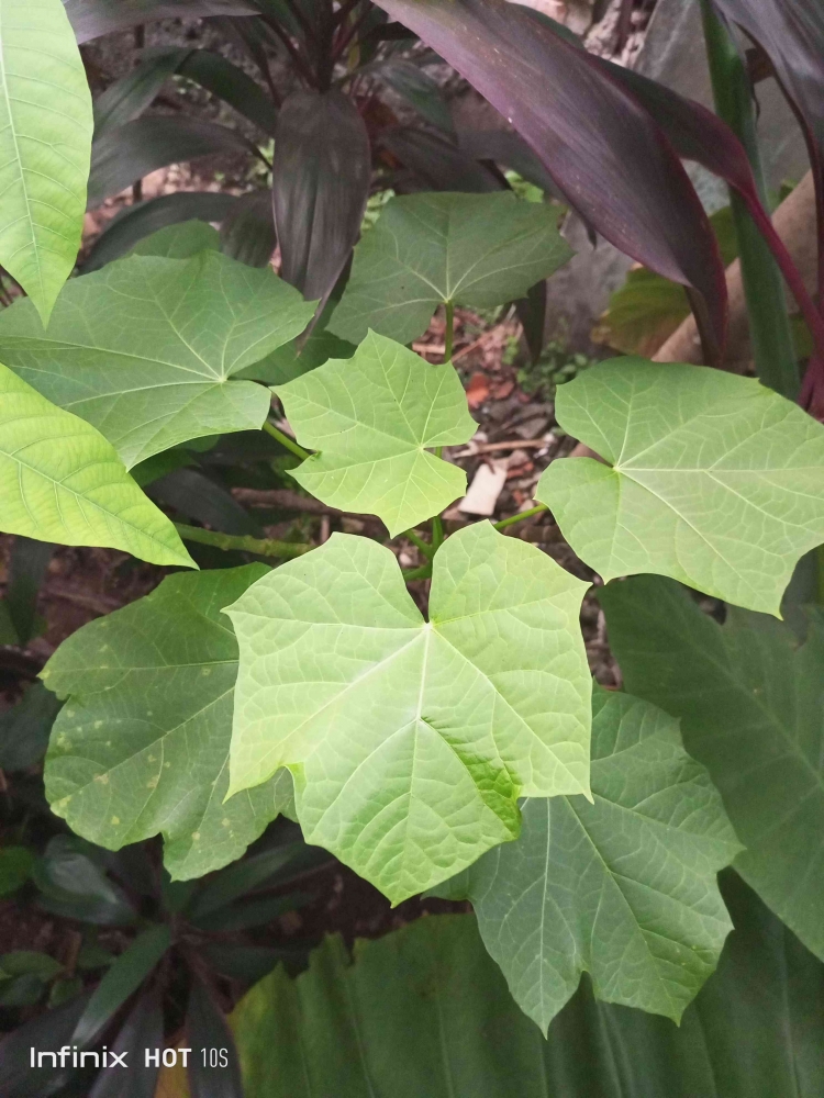 Pohon jarak (Jatropha curcas) termasuk tanaman serbaguna yang sudah lama dikenal di Indonesia. (Sumber foto: Jandris_Sky)