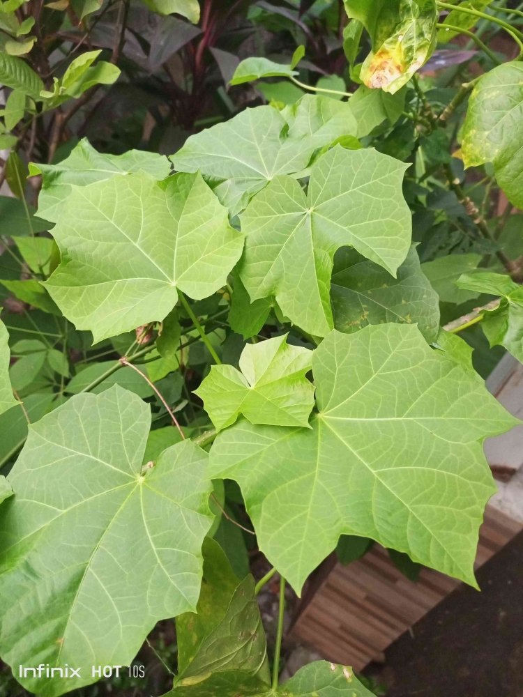 Daunnya kadang dipakai dalam pengobatan tradisional, misalnya untuk obat luar. (Sumber foto: Jandris_Sky)