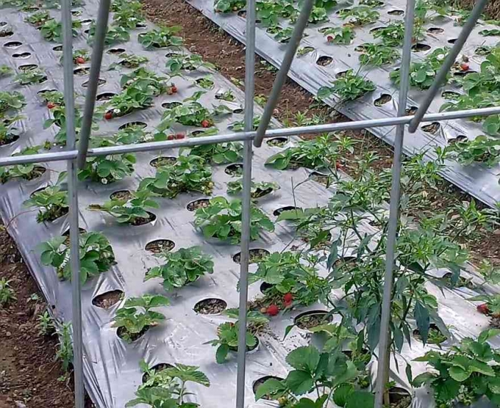 Kebun stroberi minimalis yang langsung ditanam di tanah dan ditutup mulsa(Dokumentasi pribadi: Isti Yogiswandani)