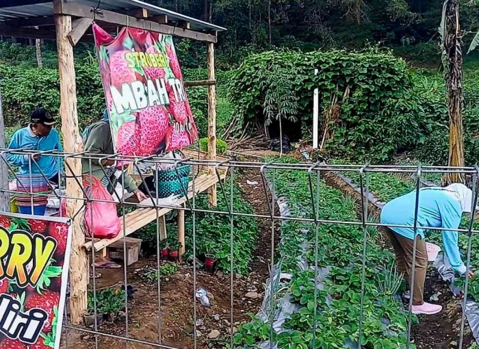 Yuk dipetik stroberi nya (Dokumentasi pribadi: Isti Yogiswandani)