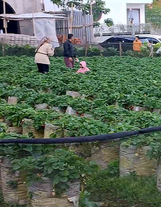 Wisata petik stroberi (Dokumentasi pribadi: Isti Yogiswandani)