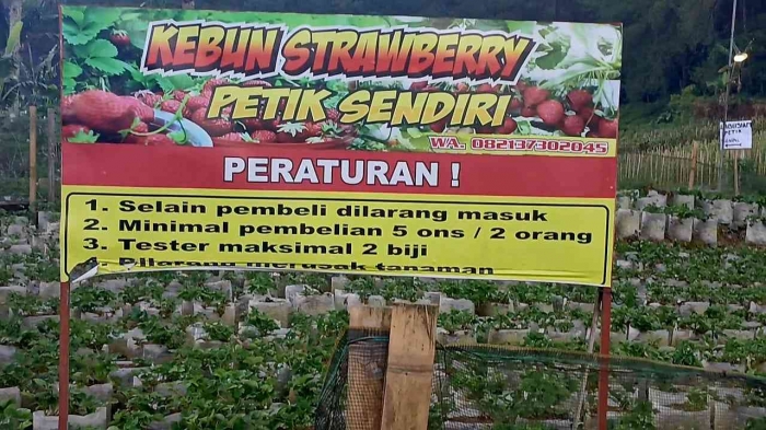 S&K wisata petik stroberi (Dokumentasi pribadi: Isti Yogiswandani)