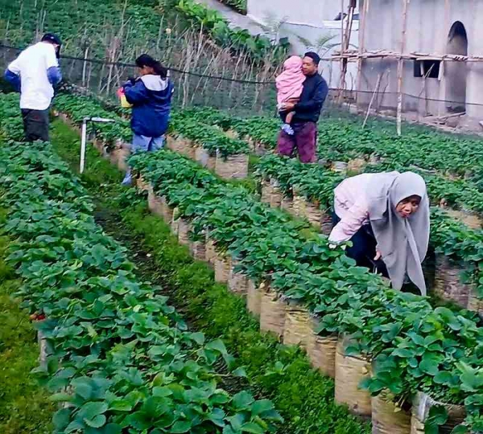 Wisata petik stroberi (Dokumentasi pribadi: Isti Yogiswandani)