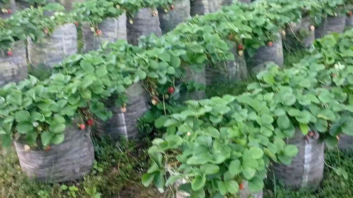Kebun stroberi yang subur dengan buahnya yang menjuntai, ditanam dalam polybag dari karung plastik (Dokumentasi pribadi: Isti Yogiswandani)