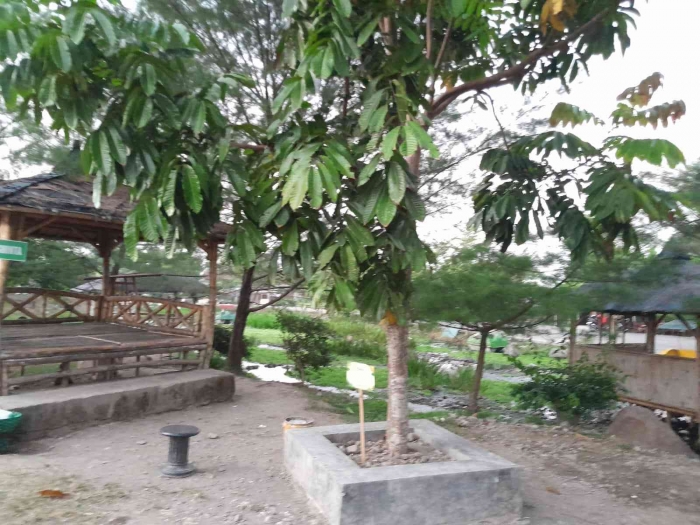 Pohon matoa tumbuh subur (dokpri)