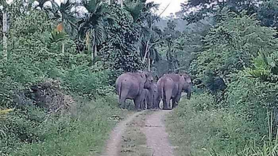 gajah liar masuk kampung-tribunews