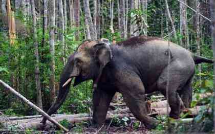 gajah muda yang labil saat birahi-lampung inews