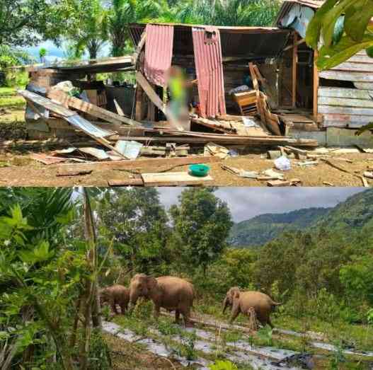 kerusakan oleh kawanan gajah-nanggroe media