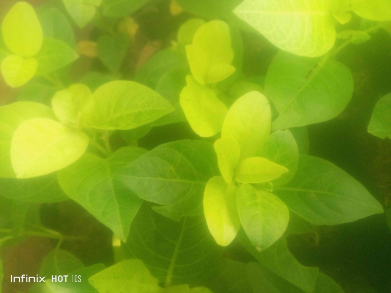 Melati Jepang, udara menjadi lebih bersih, suhu lingkungan menurun, dan kota terasa lebih sejuk. (Sumber foto: Jandris_Sky)