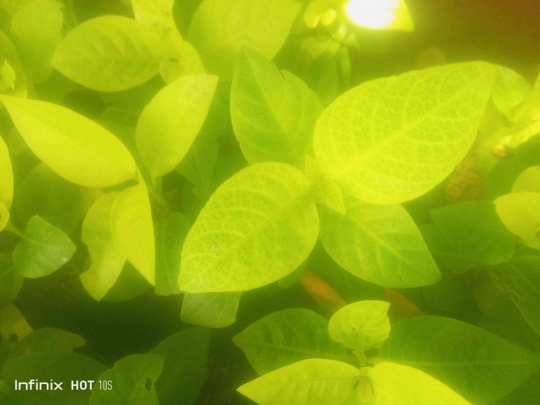 Melati Jepang, dengan daun tebal dan permukaan mengilapnya, sangat efektif menangkap debu dan partikel halus dari udara. (Sumber foto: Jandris_Sky)