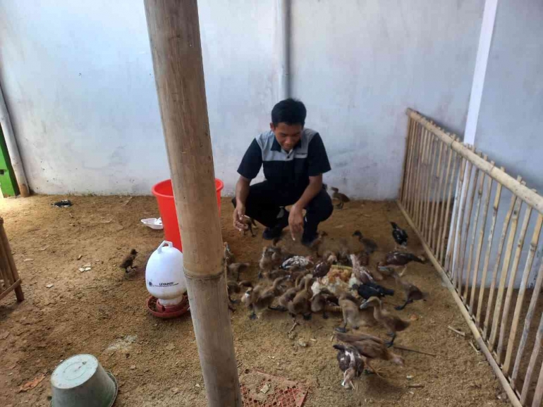 Memanfaatkan sisa makanan dari program Makanan Bergizi Gratis (MBG) menjadi pakan ternak.Â