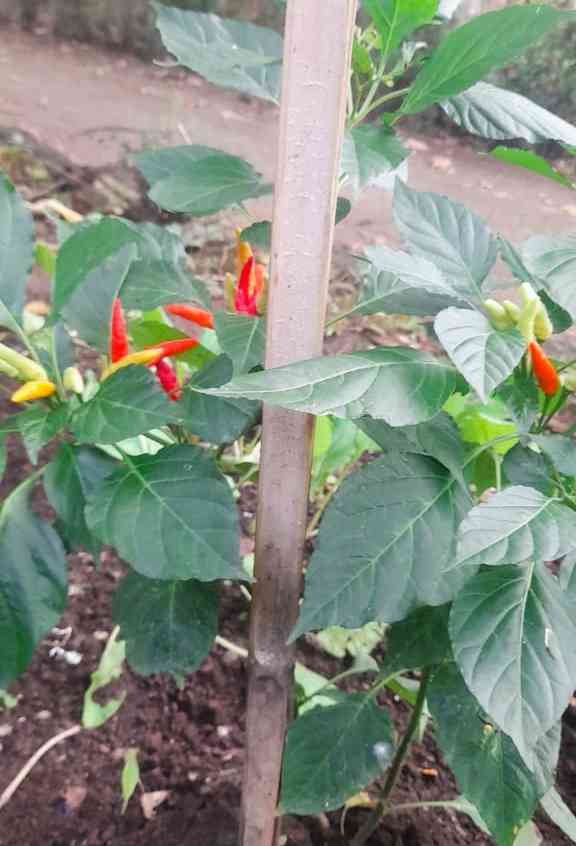 Cabe: Yuk Berkebun Sayur Untuk Memperkuat Ketahanan Pangan(Dokumentasi pribadi: Bond)