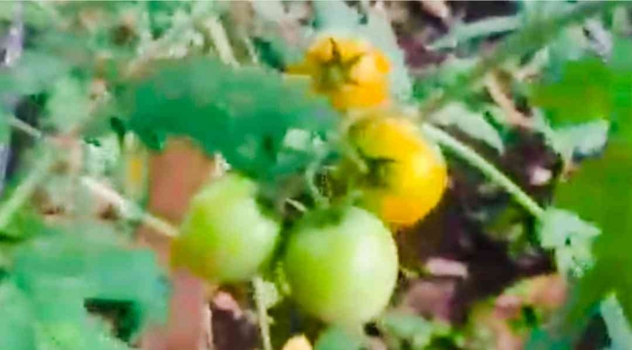 Tomat: Yuk Berkebun Sayur Untuk Memperkuat Ketahanan Pangan(Dokumentasi pribadi: Bond)