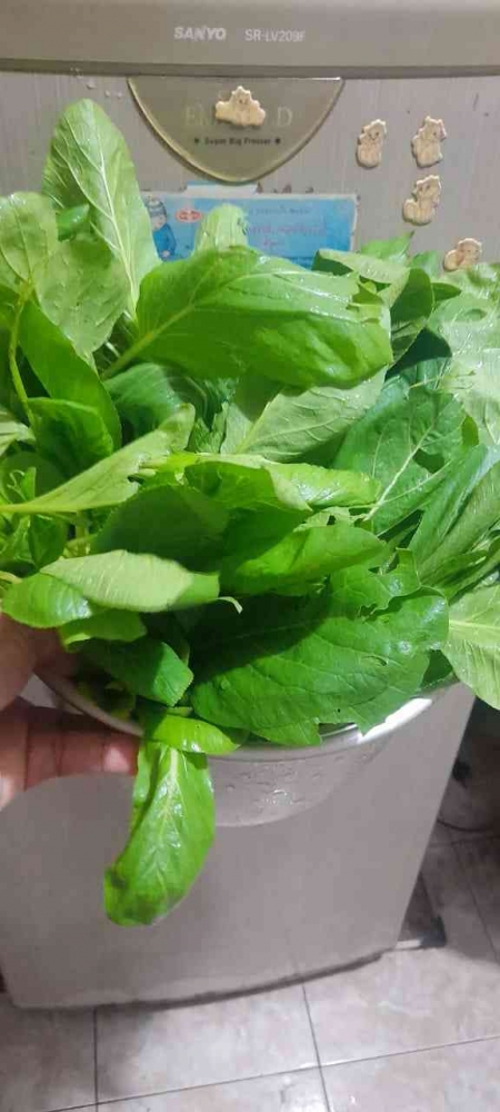 Sawi hijau yang terpaksa dipanen karena ayam tetangga (Dokumentasi pribadi: Bond)