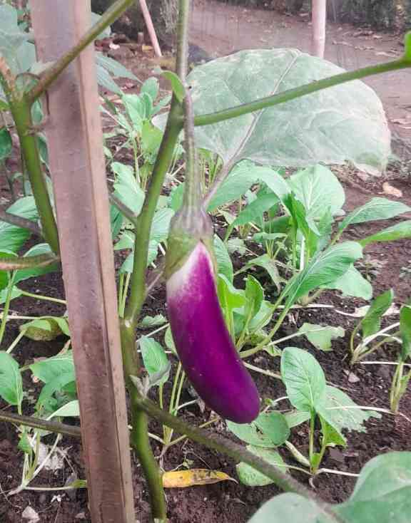 Terong: Yuk Berkebun Sayur Untuk Memperkuat Ketahanan Pangan(Dokumentasi pribadi: Bond)
