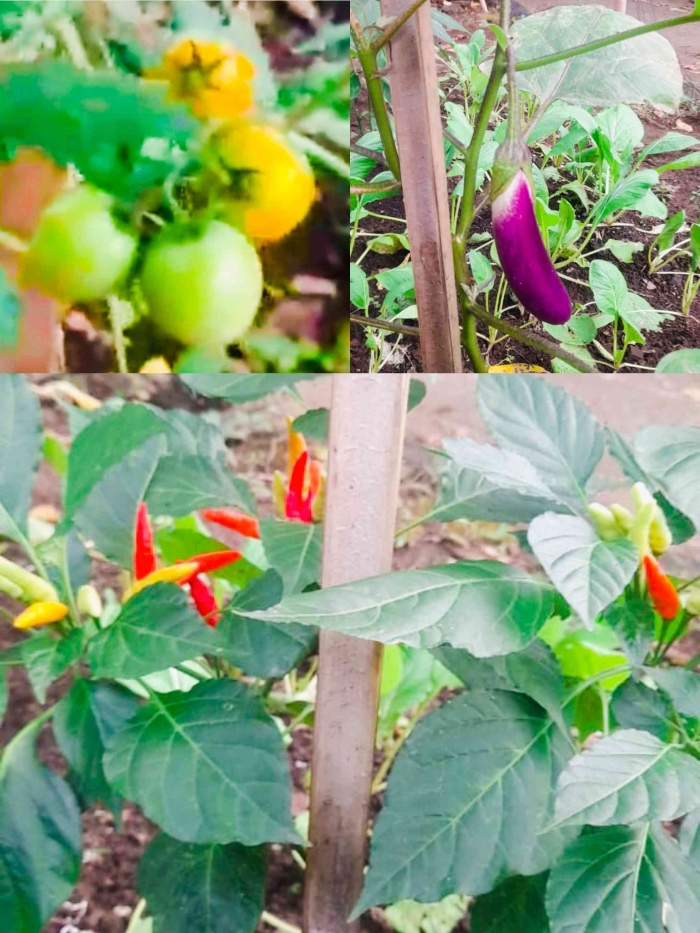 Yuk Berkebun Sayur Untuk Memperkuat Ketahanan Pangan(Dokumentasi pribadi: Bond)