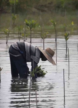 Penanaman menjadi bagian dari pemulihan ekosistem SM. Karang Gading Langkat Timur Laut (foto : Balai Besar KSDA Sumatera Utara)