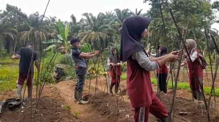 Siswa SMKN 1 Baradatu Way Kanan Lampung lakukan pemberian ajir pada tanaman timun dan kacang panjang di lahan petani (dok foto: Gregorius Nafanu)