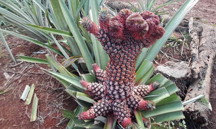 Buah Nanas Medusa saat muda, berwana merah (Dokumentasi Gregorius Nafanu)