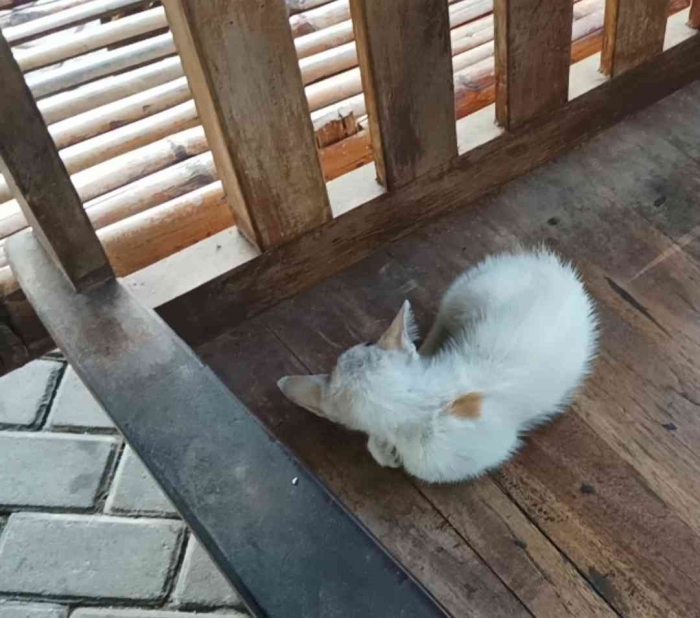 Anabul malas (Dokumentasi pribadi: Isti Yogiswandani)