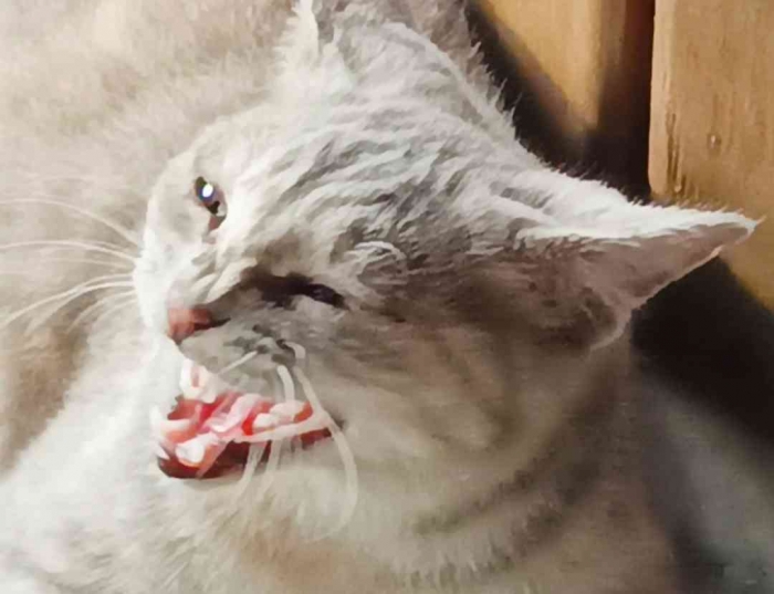 Awww...(Dokumentasi pribadi: Isti Yogiswandani)