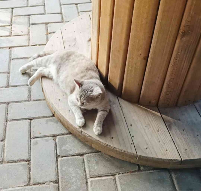 Anabul malas(Dokumentasi pribadi: Isti Yogiswandani)