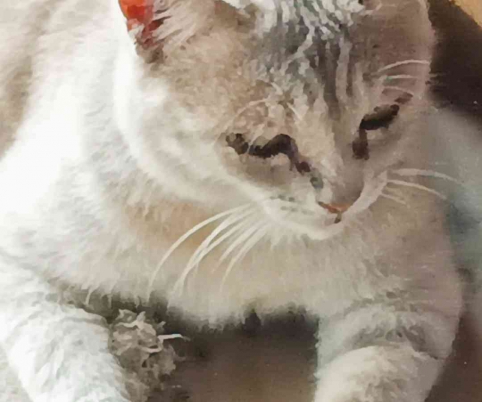 Manis sekali. Sugar coating (Dokumentasi pribadi: Isti Yogiswandani)