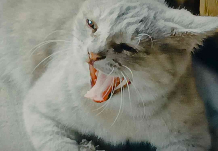 Awww....(dokumentasi pribadi: Isti Yogiswandani)