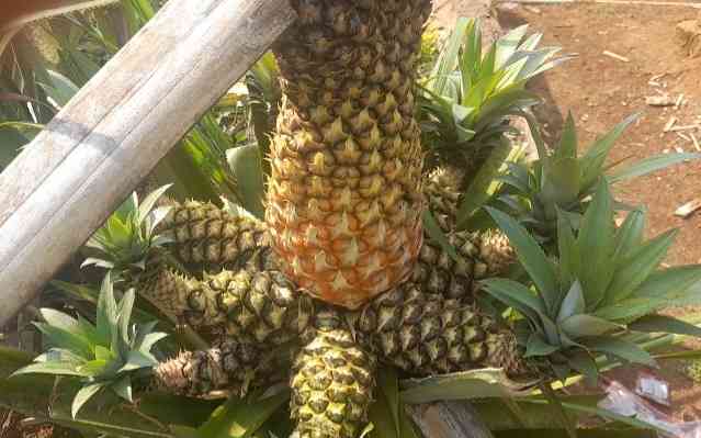 Nanas Medusa beranjak matang, berwarna kuning (dok foto: Gregorius Nafanu)