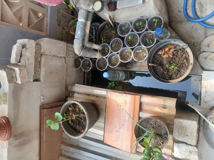 Menanam bibit cabe di rumah/dokpri