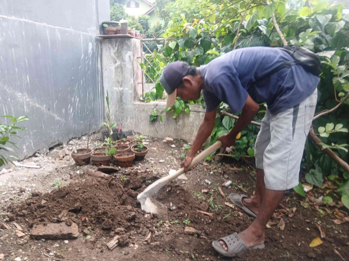 Omjay dibantu tukang kebun menanam buah jambu kristal/dokpri