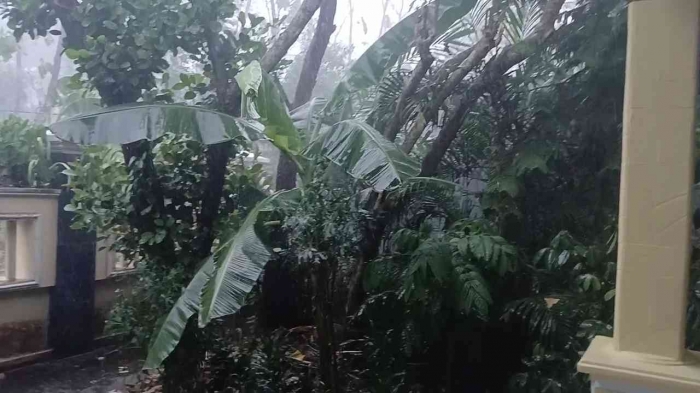 Dedaun meliuk keras diterpa angin dan butiran hujan (dokumentasi pribadi: Isti Yogiswandani)