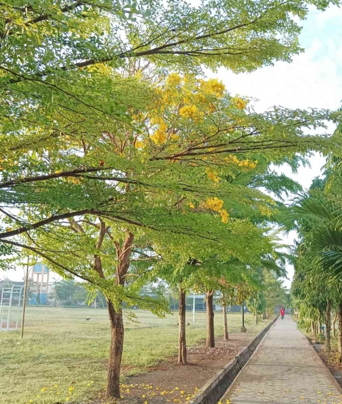 Bunga Tabebuya di sekeliling lapangan (Dokumentasi pribadi: Isti Yogiswandani)