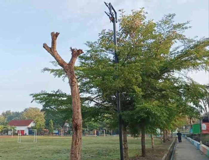 Pemangkasan pohon di pinggir lapangan (Dokumentasi pribadi: Isti Yogiswandani)