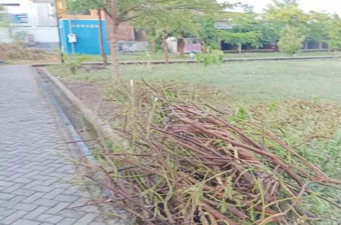 Penebangan dan pembersihan pohon roboh(Dokumentasi pribadi: Isti Yogiswandani)