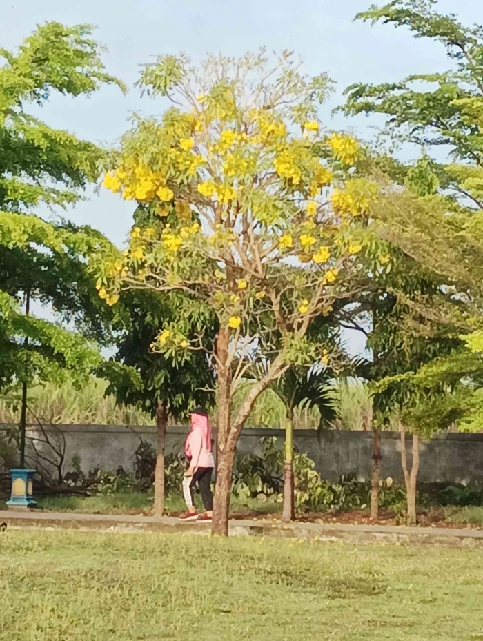 Bunga Tabebuya di sekeliling lapangan (Dokumentasi pribadi: Isti Yogiswandani)