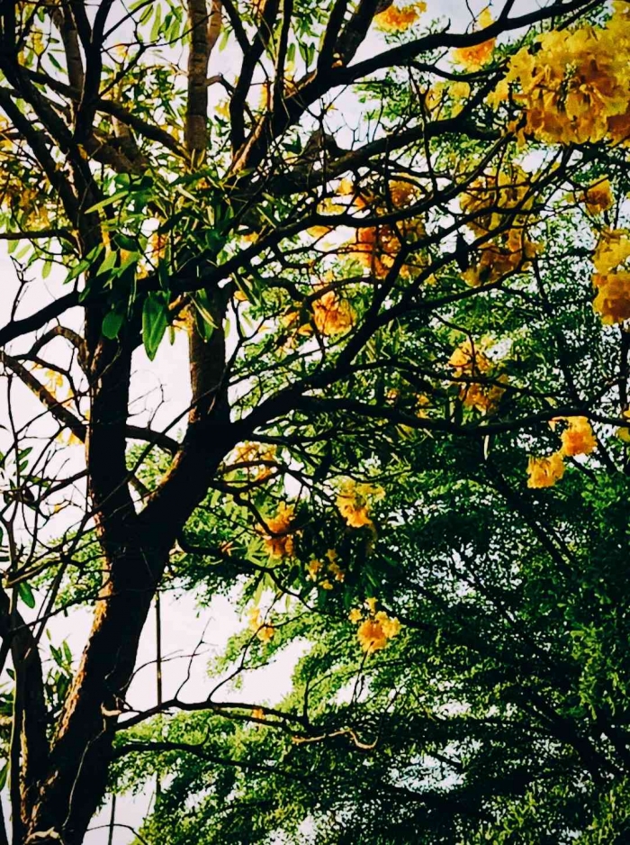 Tabebuya Mekar di hatiku (Dokumentasi pribadi: Isti Yogiswandani)
