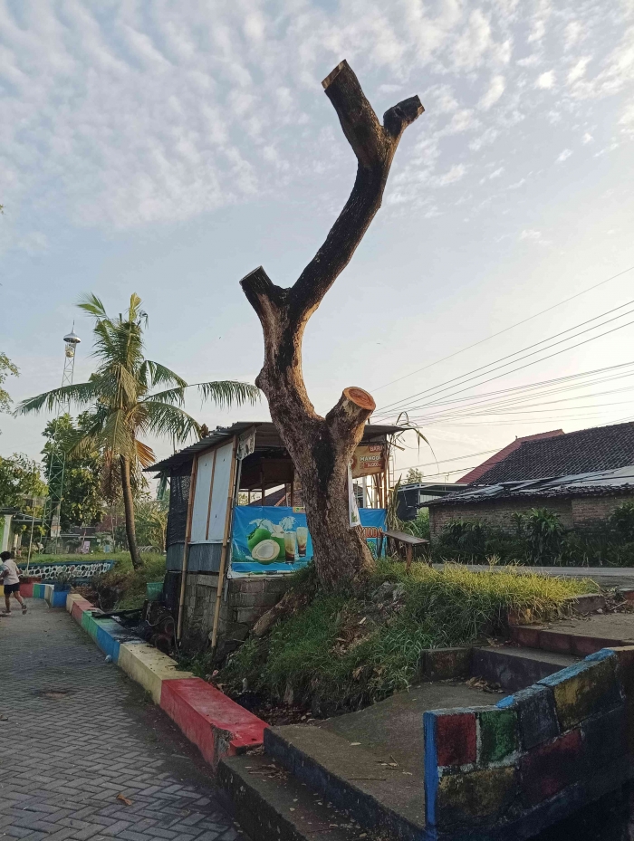 Salah satu pohon yang dipangkas di dekat lapangan Krandegan (Dokumentasi pribadi: Isti Yogiswandani (