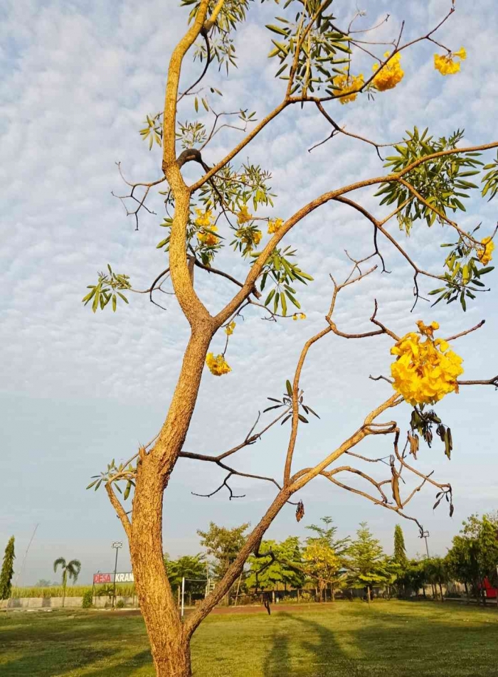 Bunga Tabebuya (Dokumentasi pribadi: Isti Yogiswandani)