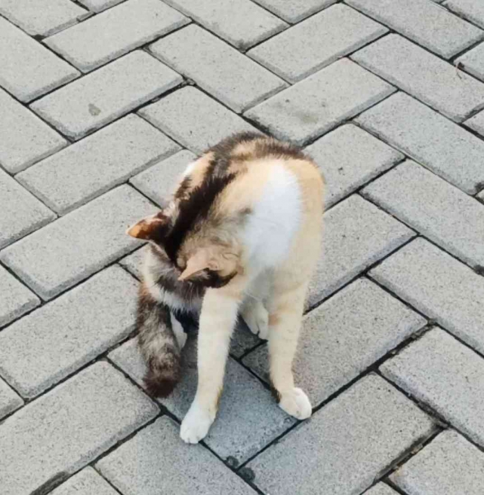 Si Kembang telon asyik menjilati bulunya yang mengkilat (Dokumentasi pribadi Isti Yogiswandani)