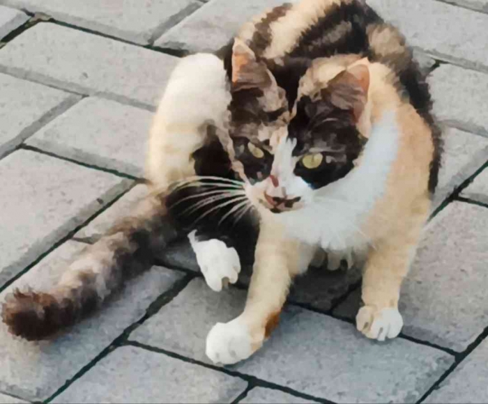 Si Kembang telon, akhirnya menampakkan wajahnya (Dokumentasi pribadi: Isti Yogiswandani)