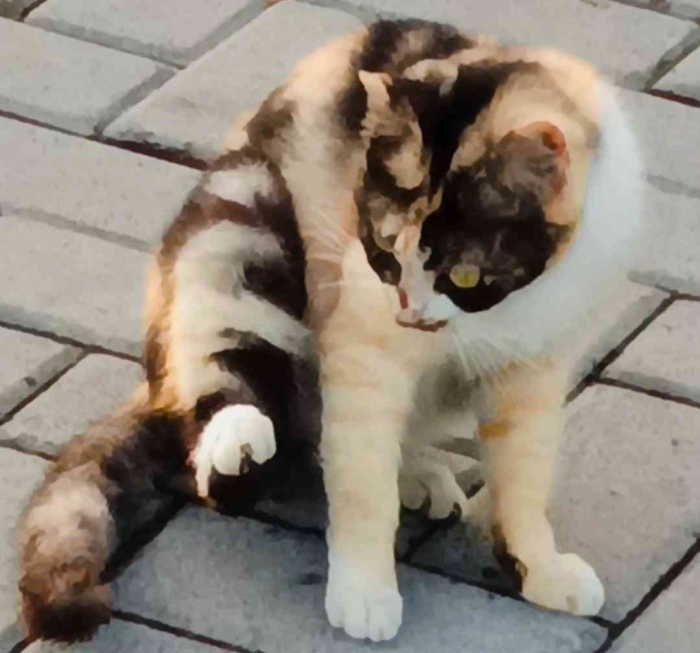 Si Kembang telon, malu-malu kucing (Dokumentasi pribadi: Isti Yogiswandani)