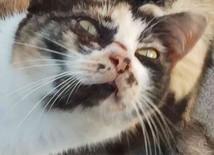 Wauwww...si kembang telon murka(Dokumentasi pribadi: Isti Yogiswandani)