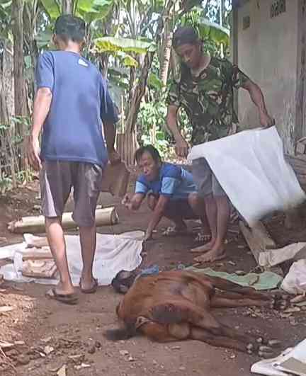 Penyembelihan kambing dalam acara 1000 hari(Dokumentasi pribadi: Isti Yogiswandani)