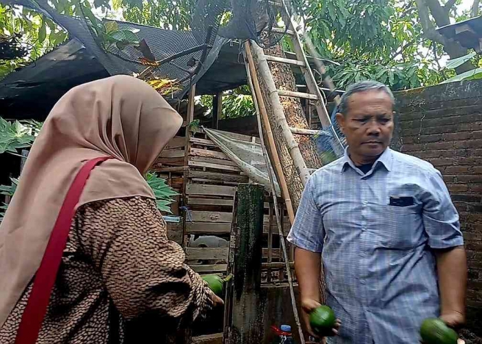 Pak Joko dan Bu Sri Wahyuni, menangkap alpukat yang sudah dipetik Pak Ikhsan (Dokumentasi pribadi: Isti Yogiswandani)