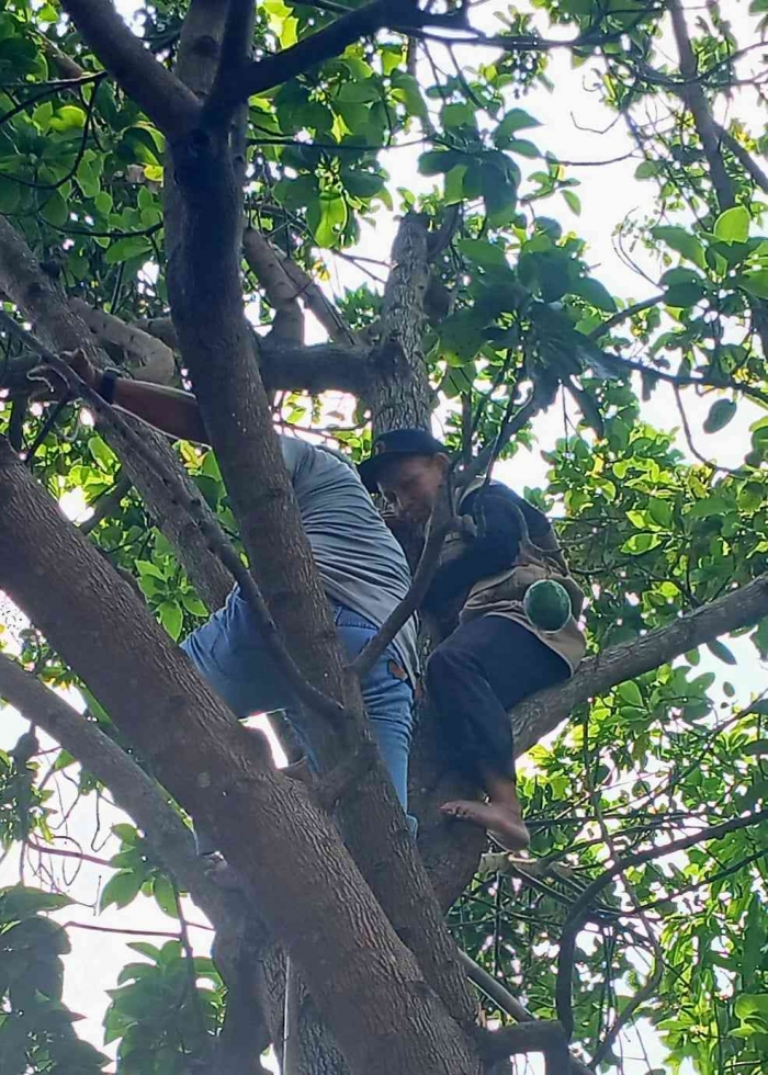 Pak Pri dan Pak Cip memanjat pohon alpukat agar bisa memetik buah lebih banyak(Dokumentasi pribadi: Isti Yogiswandani)